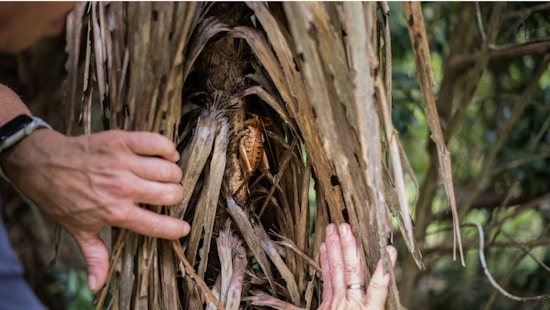 A close-up view of a tree trunk surrounded by dried palm fronds, with two hands gently pulling the fronds apart to reveal the tree. A large insect, possibly a cockroach, is visible nestled in the crevice of the trunk. The background includes blurred greenery.
