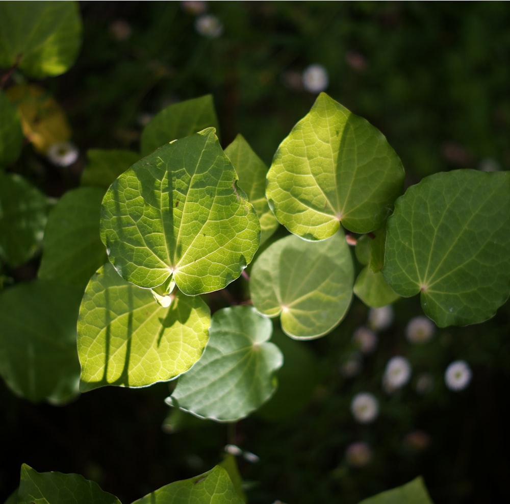 a group of green leaves hanging from a tree