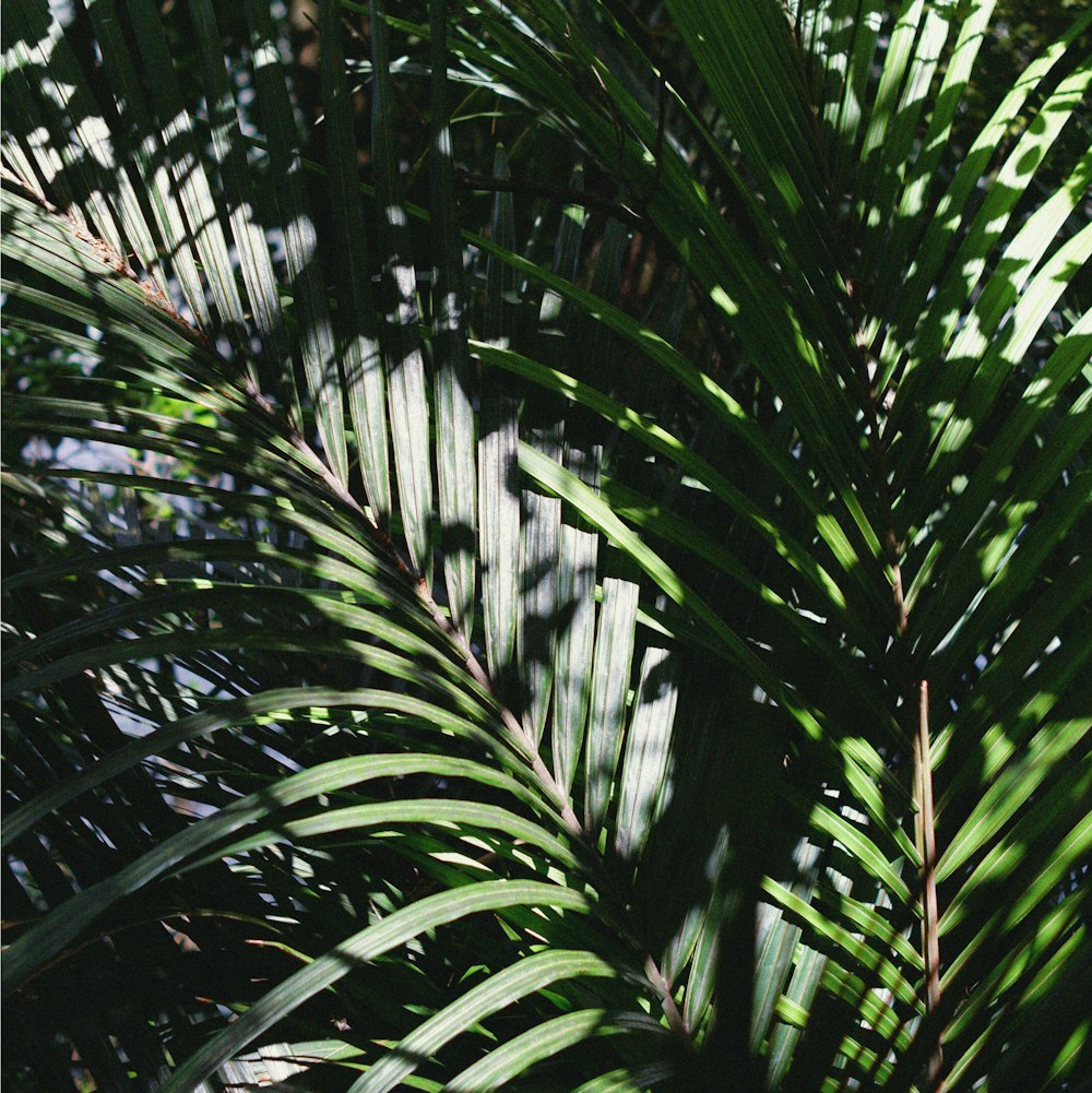 a close up of a palm tree leaves