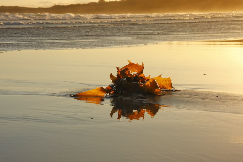 a fallen leaf on a beach with the sun setting in the background