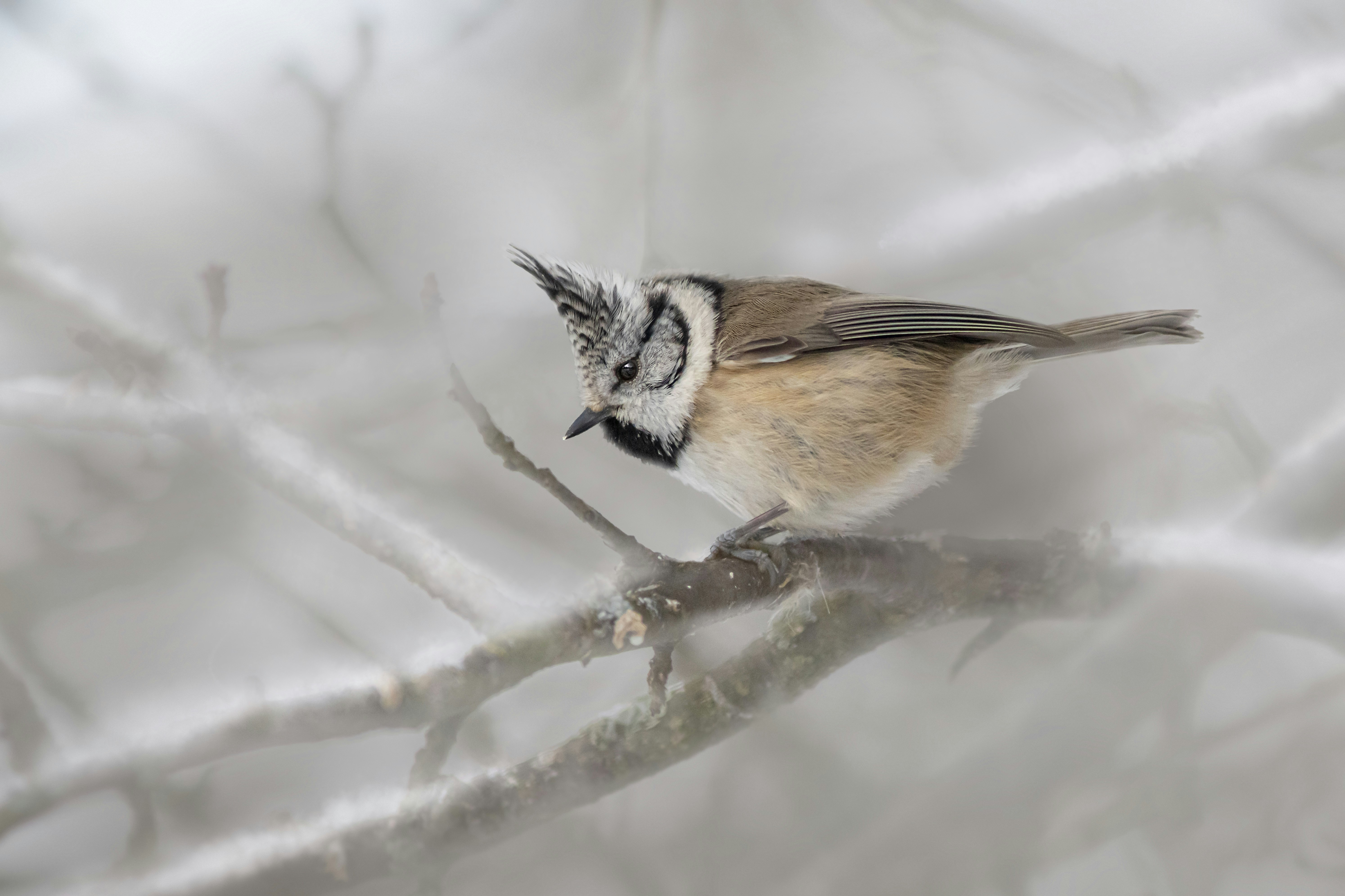 a small bird perched on top of a tree branch