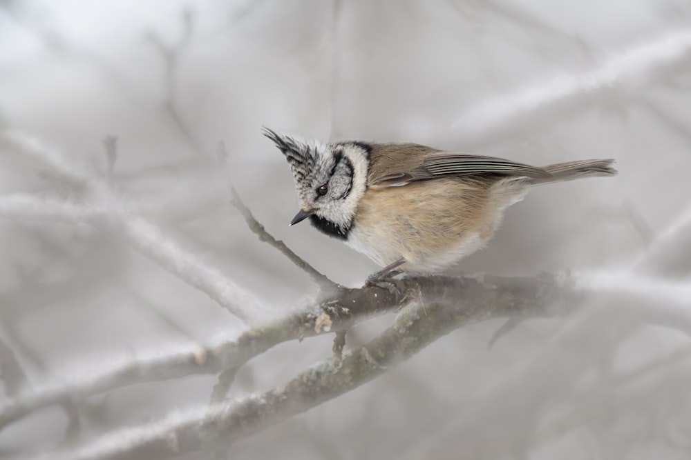 a small bird perched on top of a tree branch