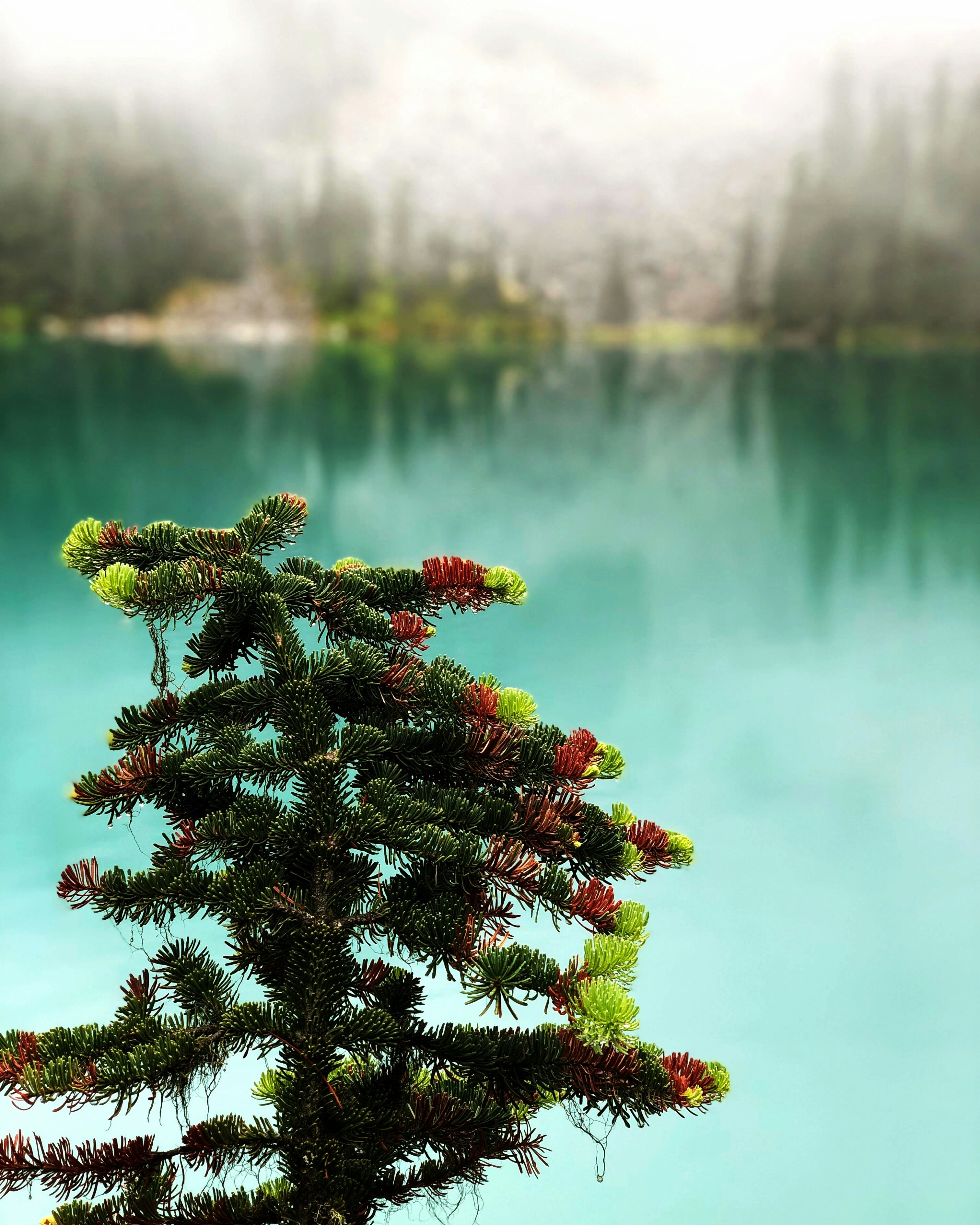 a small pine tree in front of a lake