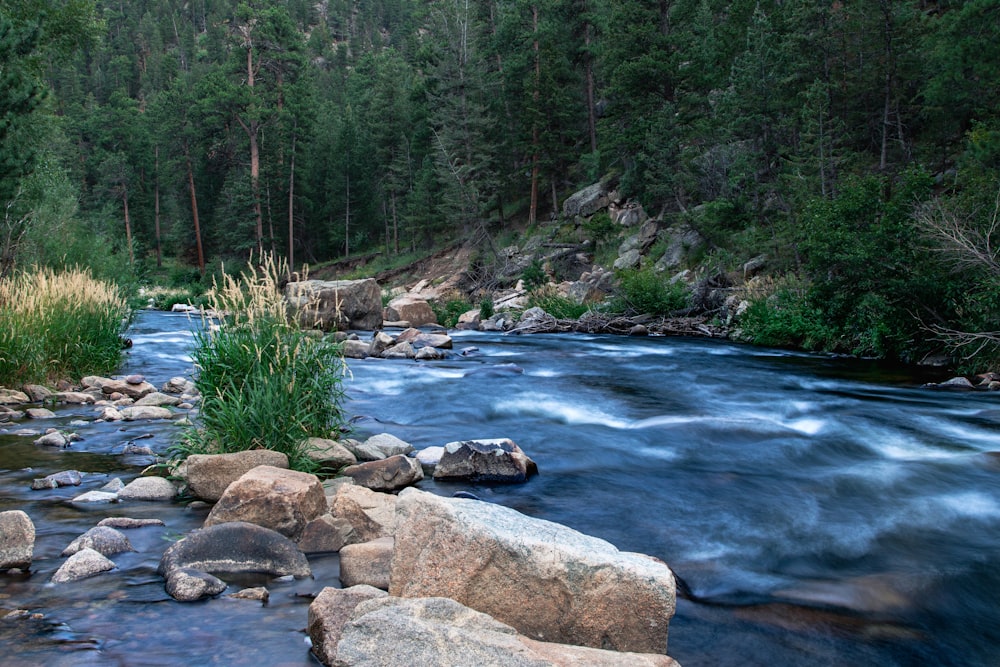 a river running through a lush green forest