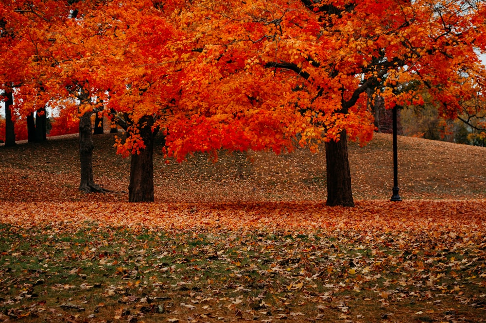 a couple of trees that are in the grass