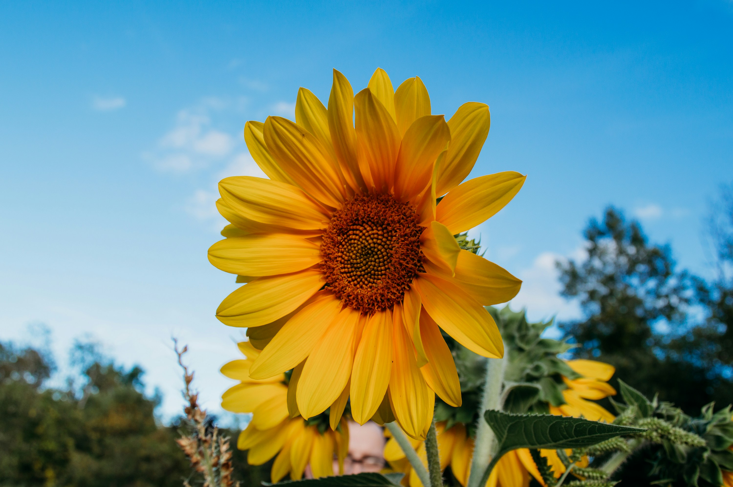 a large sunflower with a blue sky in the background