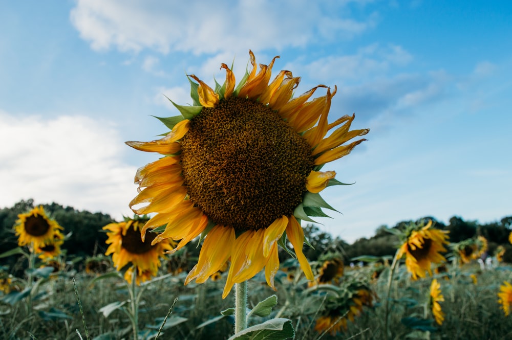 a large sunflower standing in a field of sunflowers