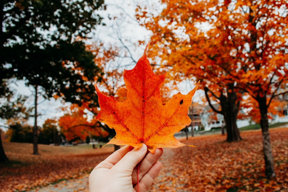 a person holding a leaf in front of some trees