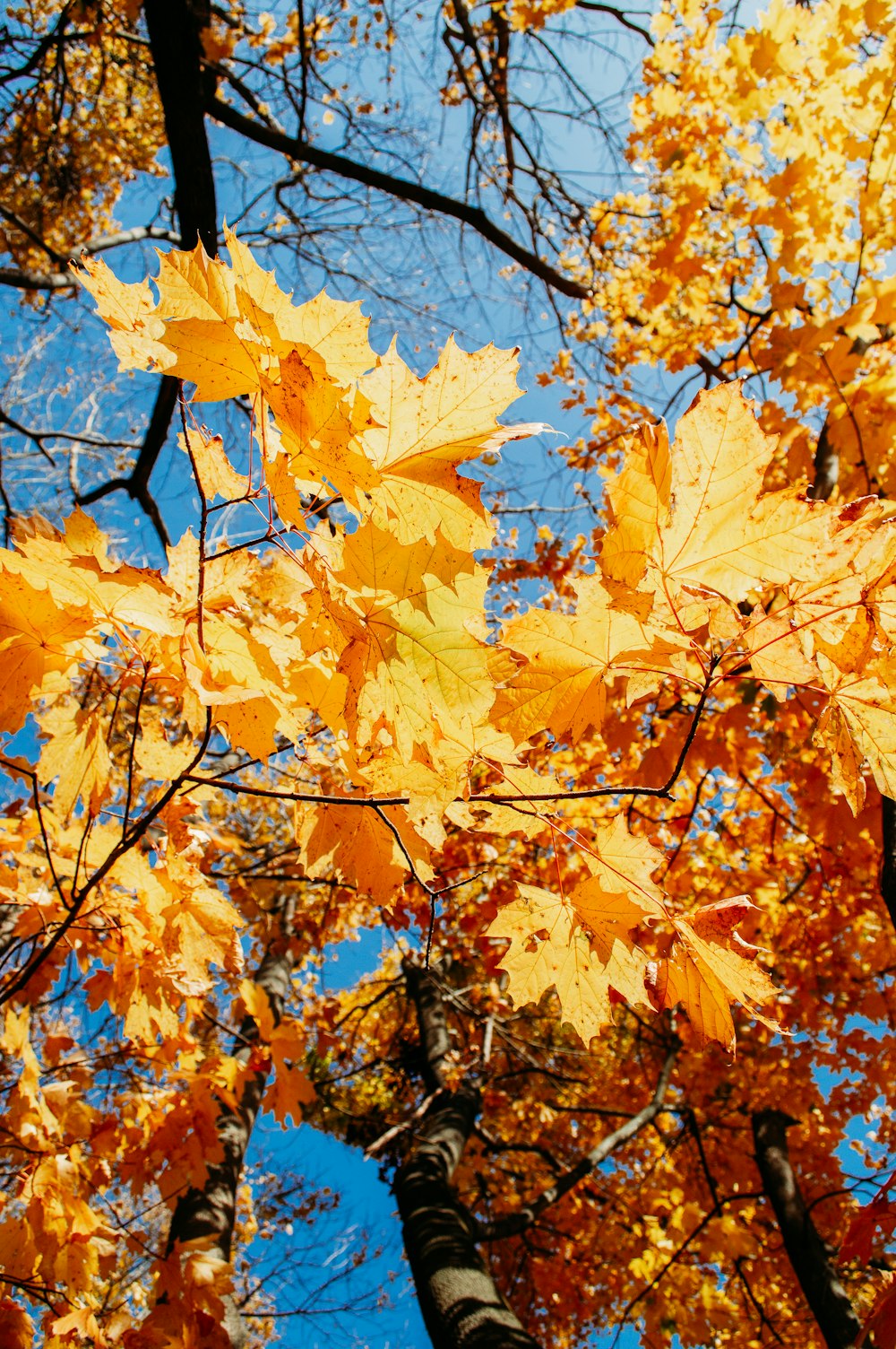 a group of trees with yellow leaves on them