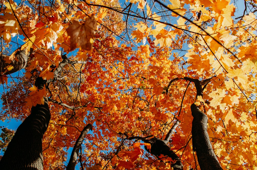 a group of tall trees with orange leaves