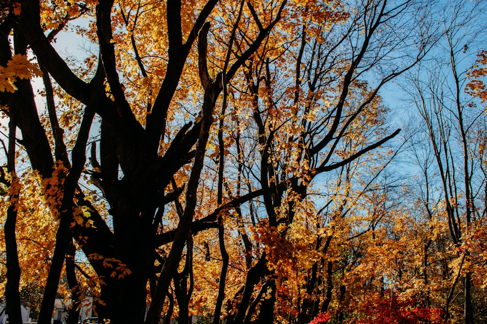 a group of trees that are next to each other