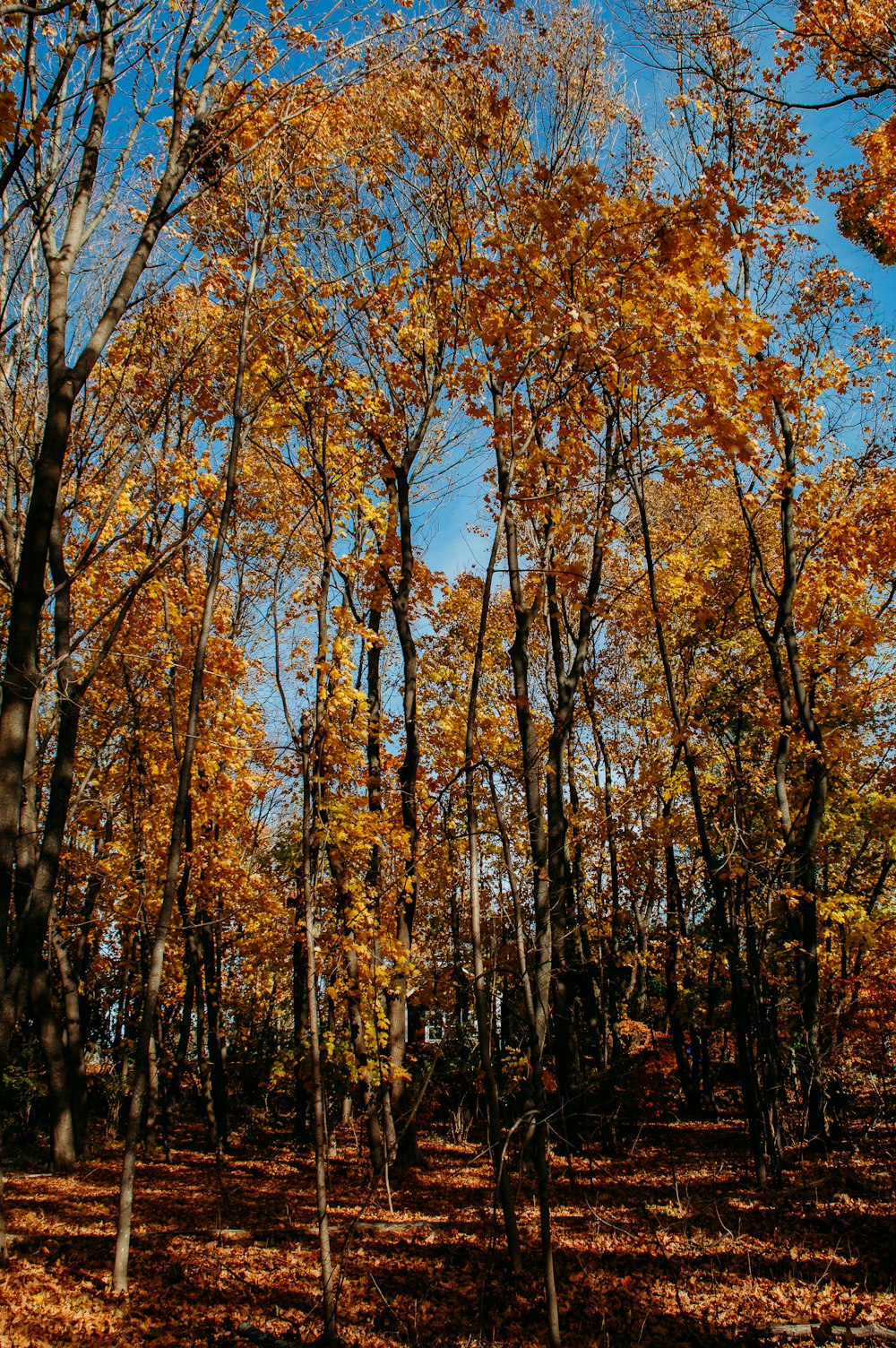 a forest filled with lots of trees covered in leaves