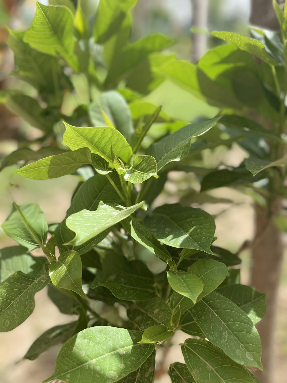 a close up of a green plant with leaves