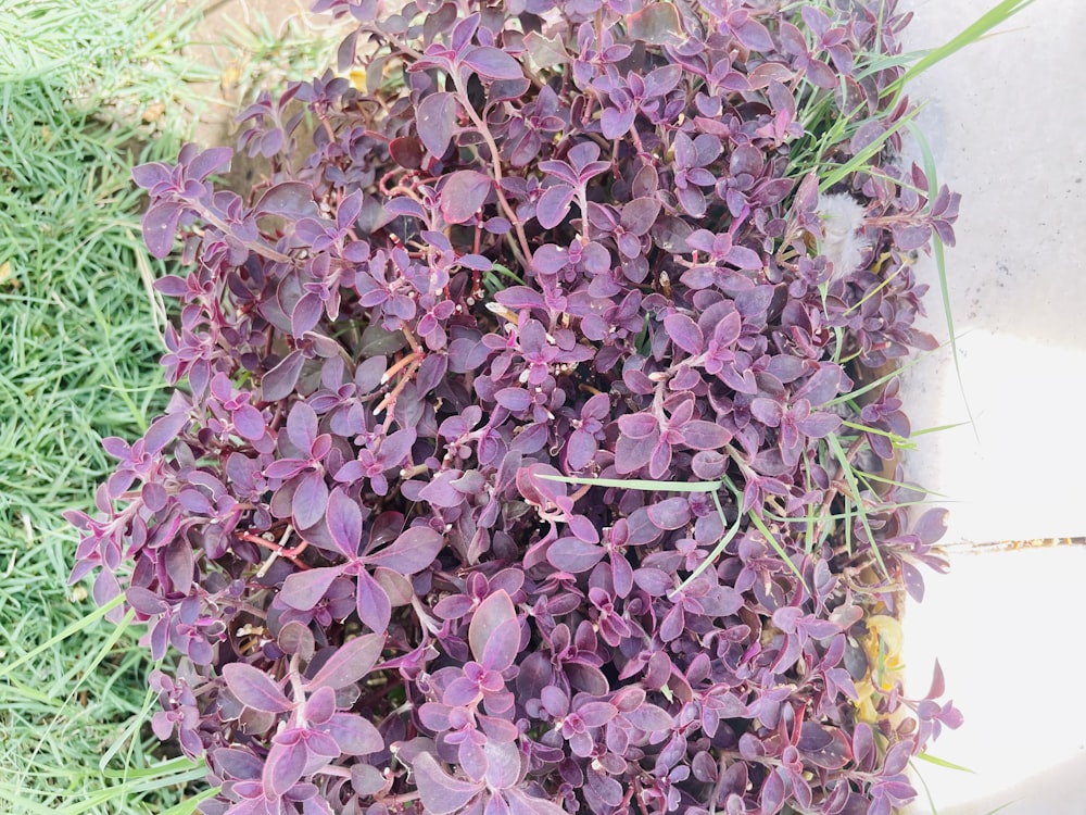 Un ramo de flores púrpuras que están en la hierba