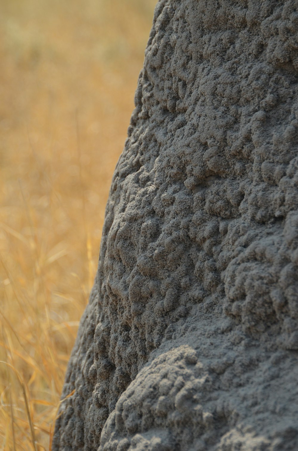 a close up of an elephant's face in a field