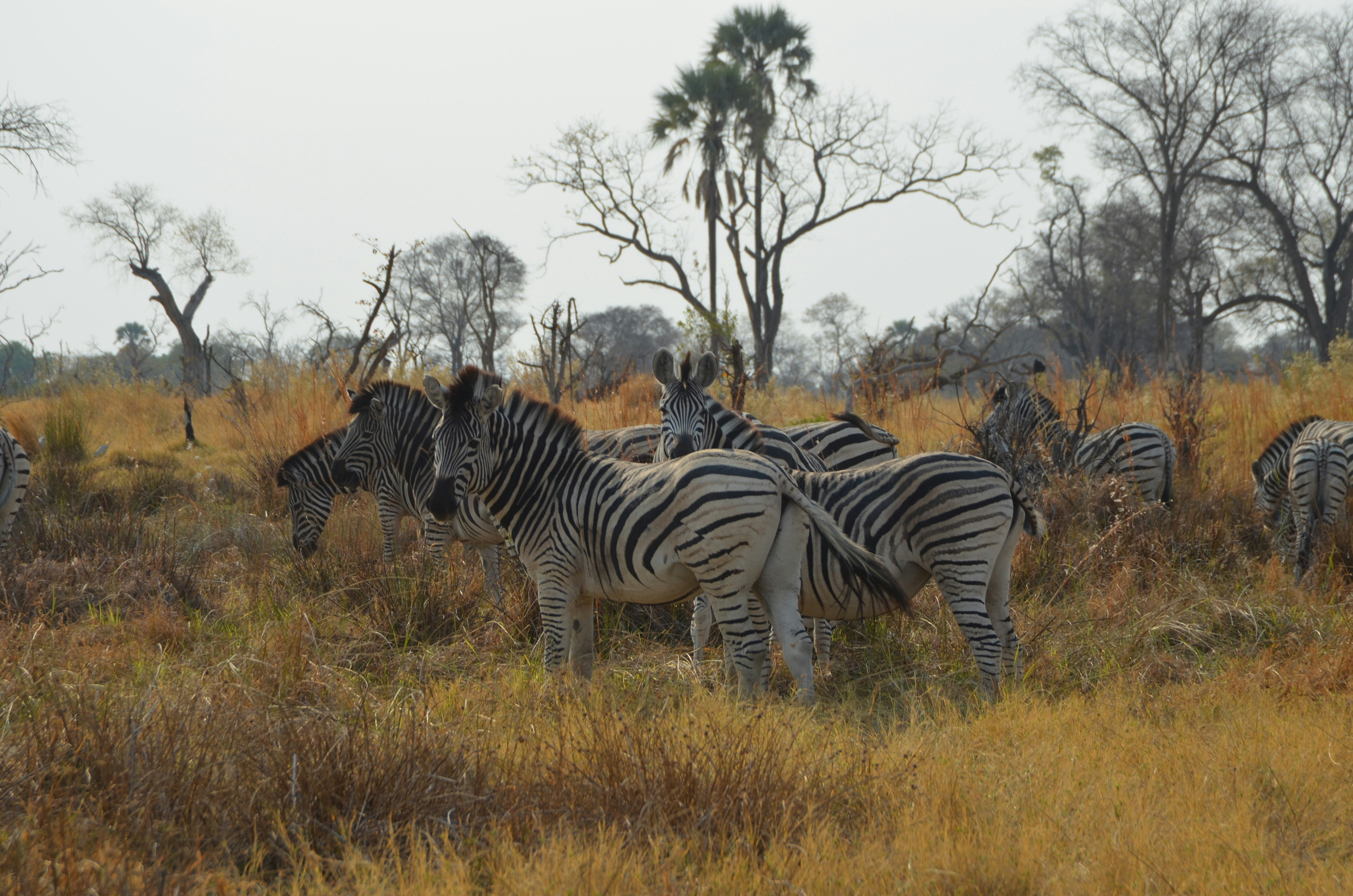 Una manada de cebras de pie en la parte superior de un campo de hierba seca