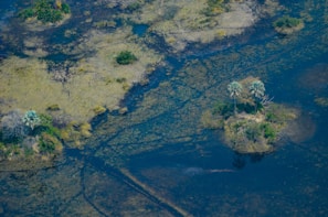 An aerial view of a wetland landscape featuring patches of green vegetation, small islands with palm trees, and dark blue water surrounding it.