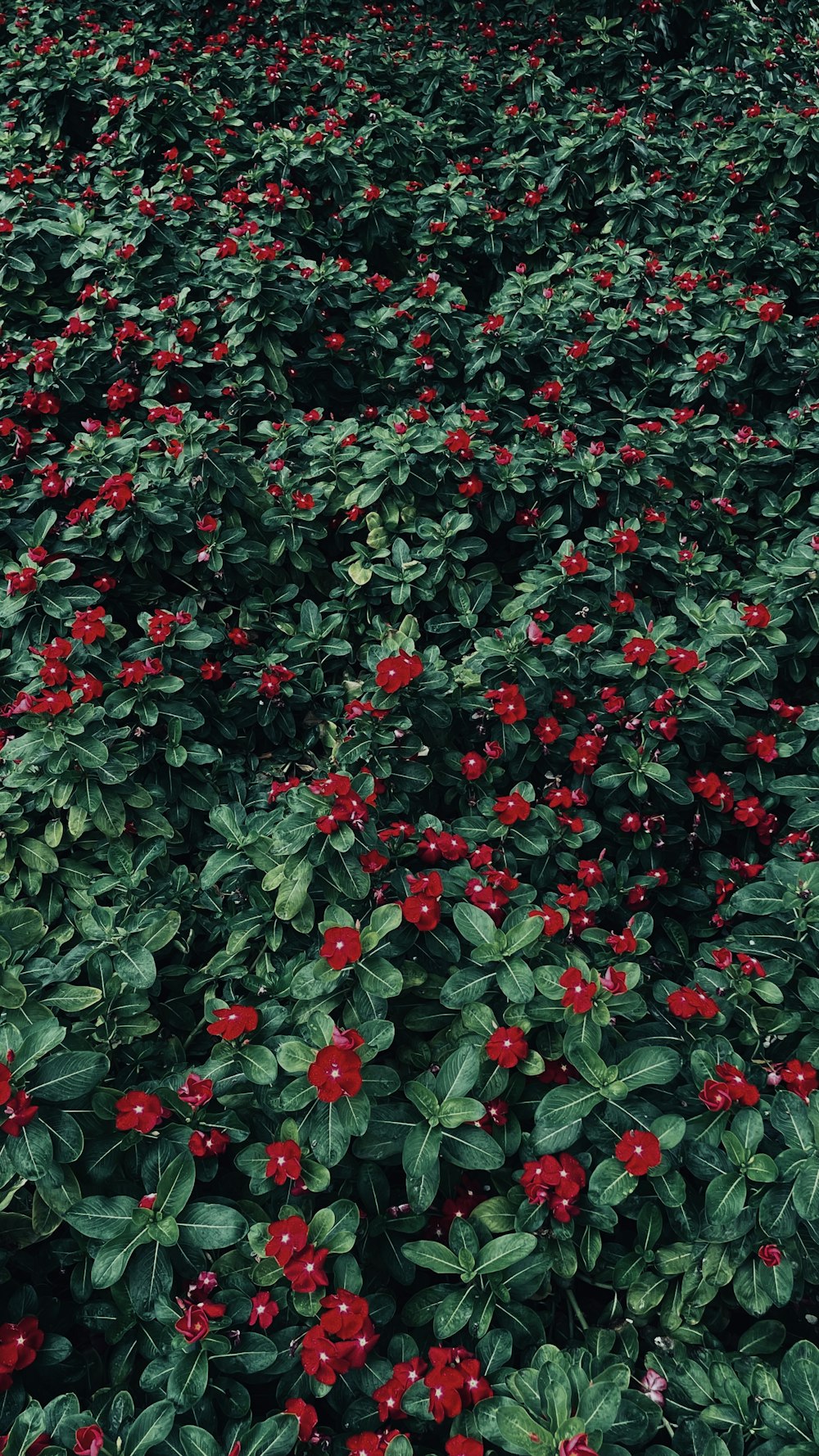 a field full of red berries and green leaves