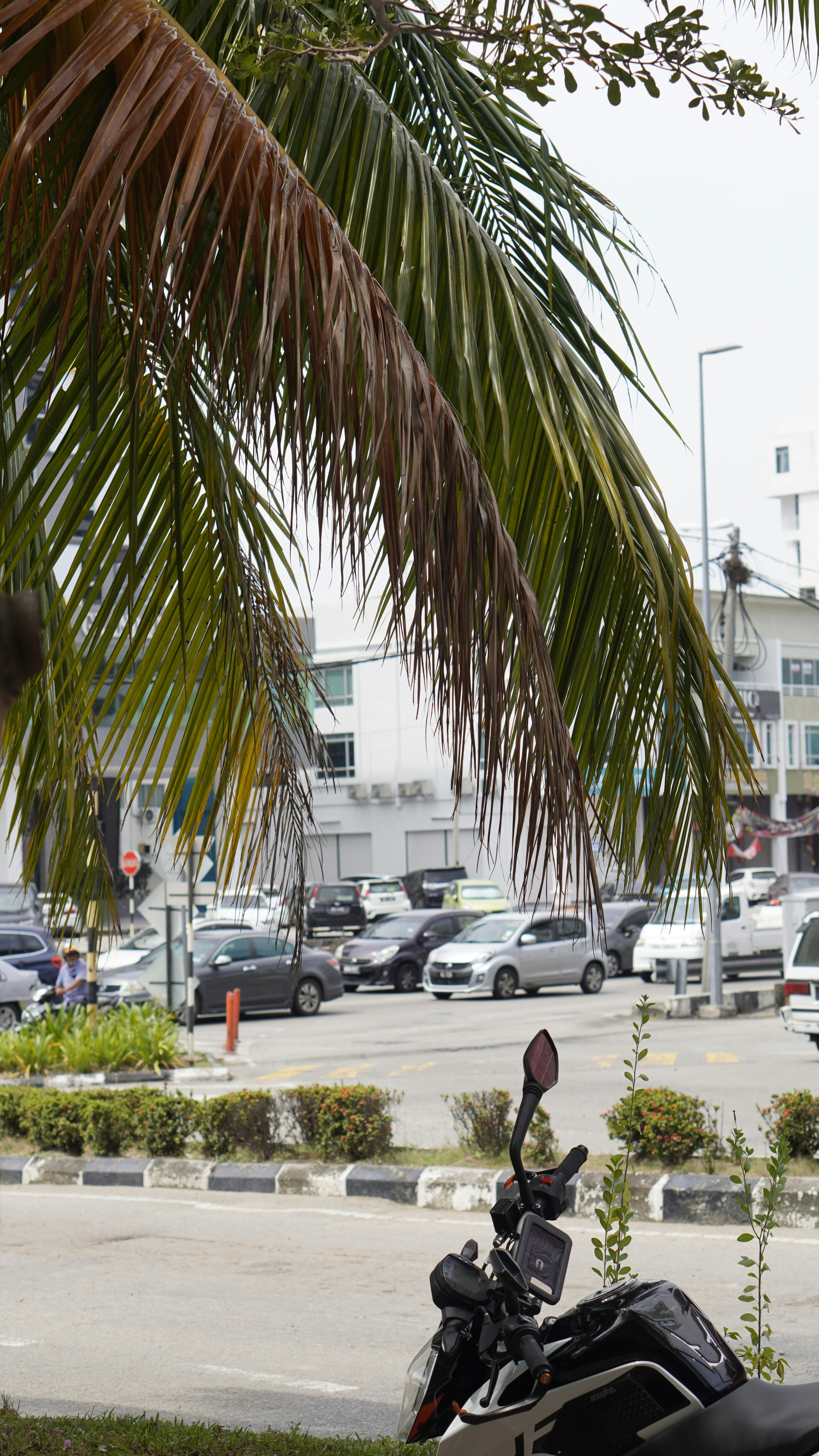 a motorcycle parked in front of a palm tree