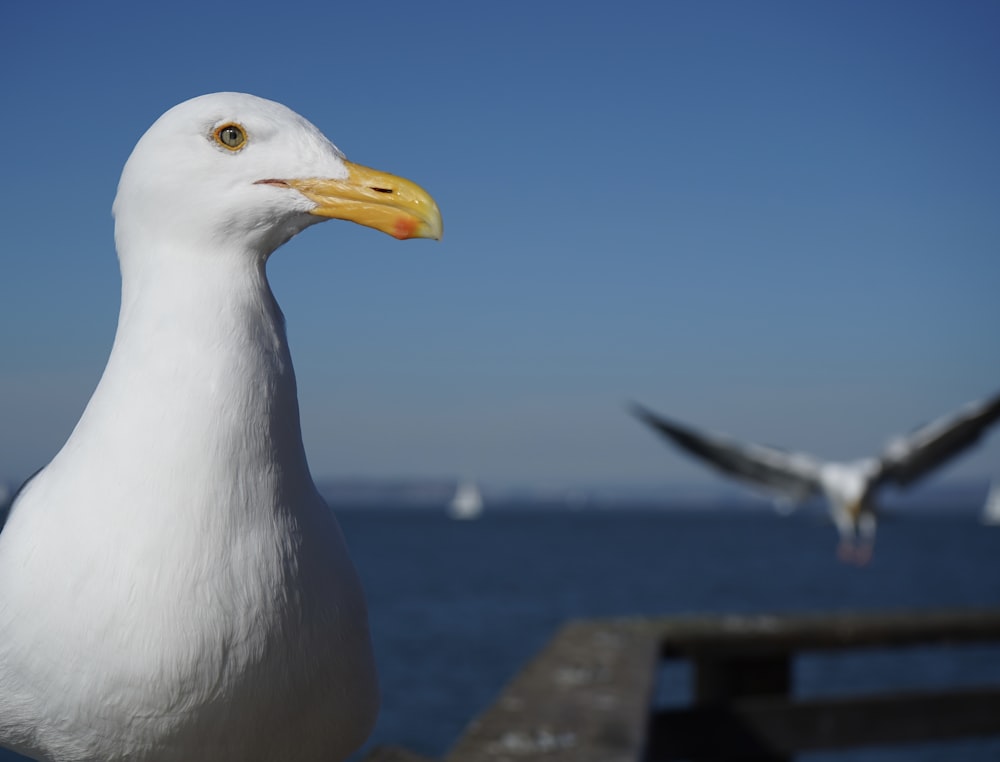 a white seagull with a yellow beak standing on a pier