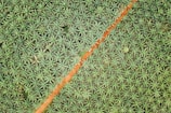 A bird's-eye view of a dense plantation of palm trees arranged in an orderly pattern. A diagonal dirt road bisects the lush greenery, creating a distinct dividing line. The palm trees appear vibrant and healthy, with a uniform distribution across the landscape.