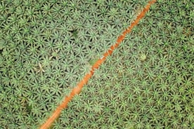 A bird's-eye view of a dense plantation of palm trees arranged in an orderly pattern. A diagonal dirt road bisects the lush greenery, creating a distinct dividing line. The palm trees appear vibrant and healthy, with a uniform distribution across the landscape.