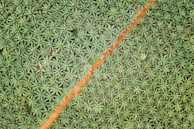 Aerial view of a lush plantation in Kalimantan showing orderly rows of coconut palms.