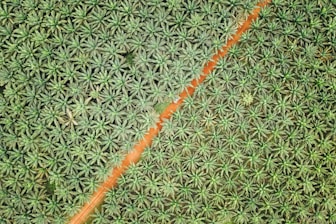 A bird's-eye view of a dense plantation of palm trees arranged in an orderly pattern. A diagonal dirt road bisects the lush greenery, creating a distinct dividing line. The palm trees appear vibrant and healthy, with a uniform distribution across the landscape.