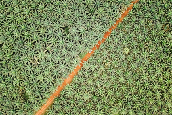 A bird's-eye view of a dense plantation of palm trees arranged in an orderly pattern. A diagonal dirt road bisects the lush greenery, creating a distinct dividing line. The palm trees appear vibrant and healthy, with a uniform distribution across the landscape.