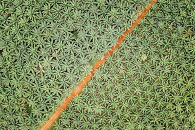 A bird's-eye view of a dense plantation of palm trees arranged in an orderly pattern. A diagonal dirt road bisects the lush greenery, creating a distinct dividing line. The palm trees appear vibrant and healthy, with a uniform distribution across the landscape.