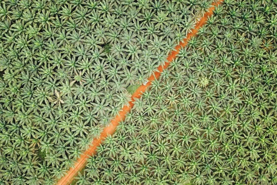 A bird's-eye view of a dense plantation of palm trees arranged in an orderly pattern. A diagonal dirt road bisects the lush greenery, creating a distinct dividing line. The palm trees appear vibrant and healthy, with a uniform distribution across the landscape.