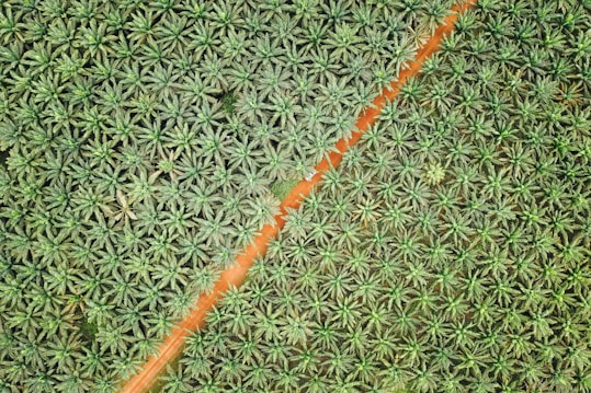 A bird's-eye view of a dense plantation of palm trees arranged in an orderly pattern. A diagonal dirt road bisects the lush greenery, creating a distinct dividing line. The palm trees appear vibrant and healthy, with a uniform distribution across the landscape.