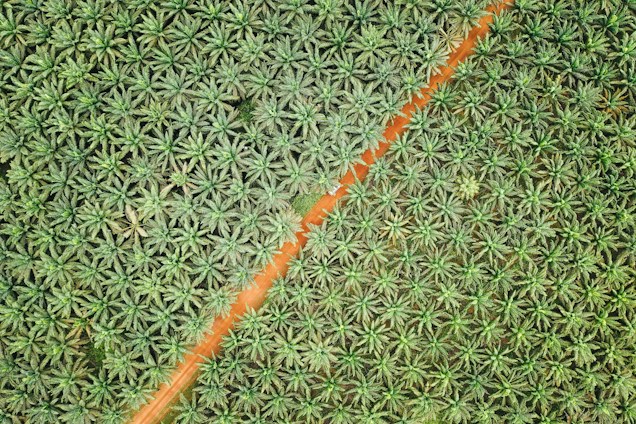 A bird's-eye view of a dense plantation of palm trees arranged in an orderly pattern. A diagonal dirt road bisects the lush greenery, creating a distinct dividing line. The palm trees appear vibrant and healthy, with a uniform distribution across the landscape.