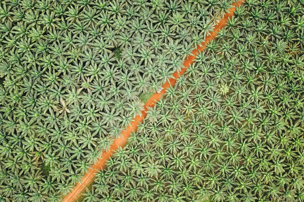 an aerial view of a field with a red line going through it