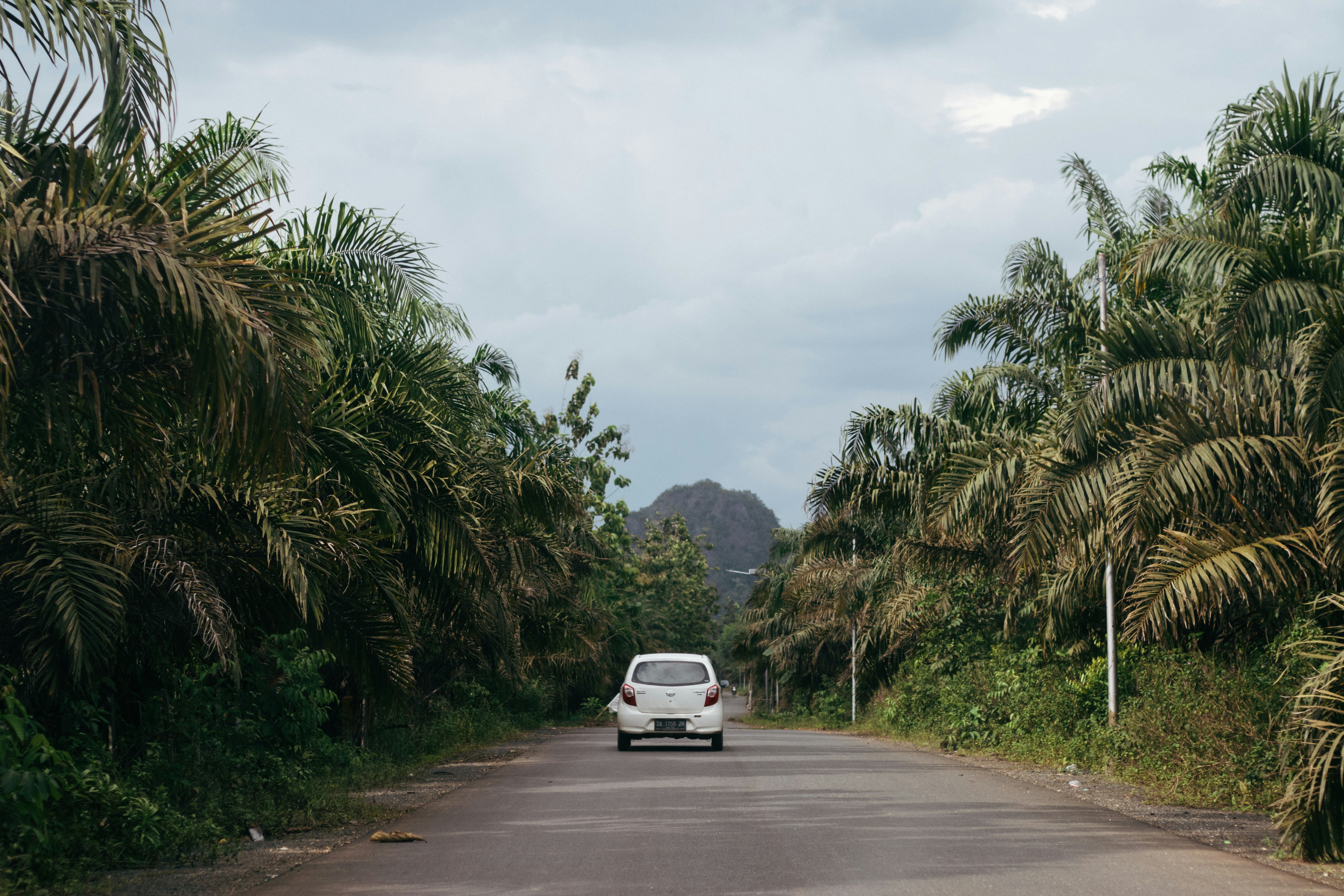 a car driving down a road surrounded by palm trees