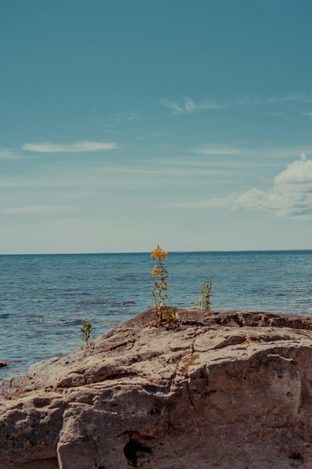 a rock outcropping with a plant growing out of it