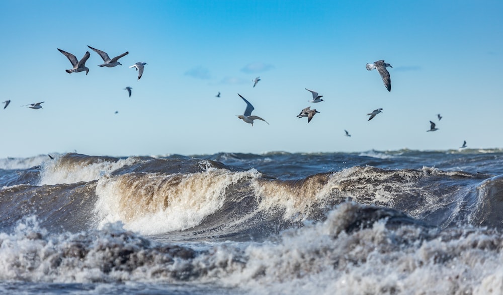 a flock of seagulls flying over a rough ocean
