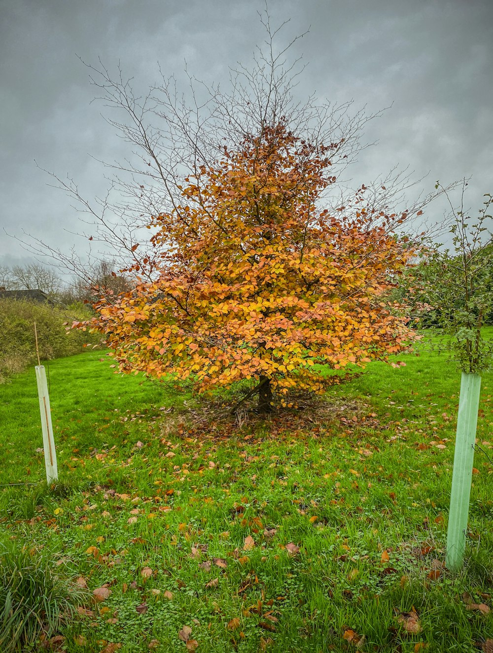 a tree in the middle of a grassy field