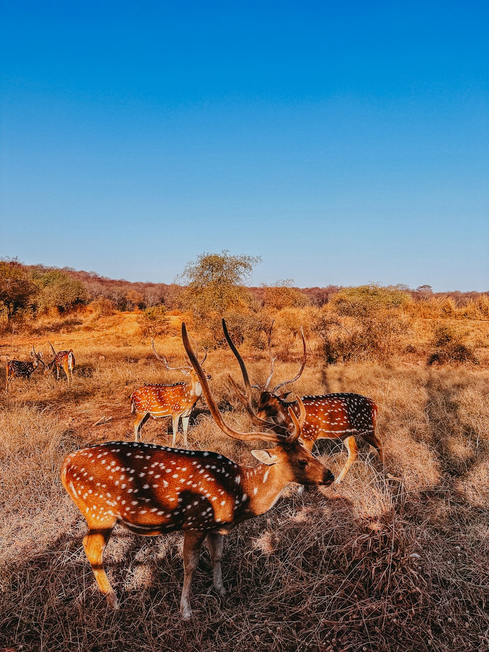 a herd of deer standing on top of a dry grass field