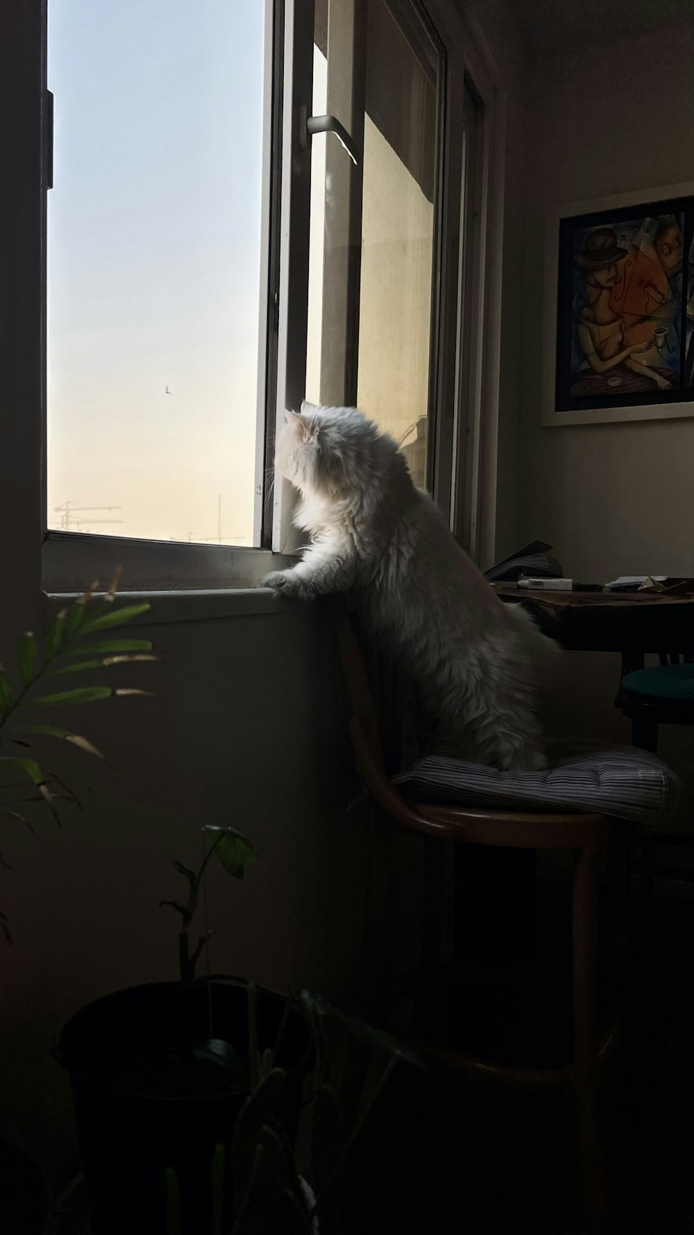 a cat sitting on a chair looking out a window