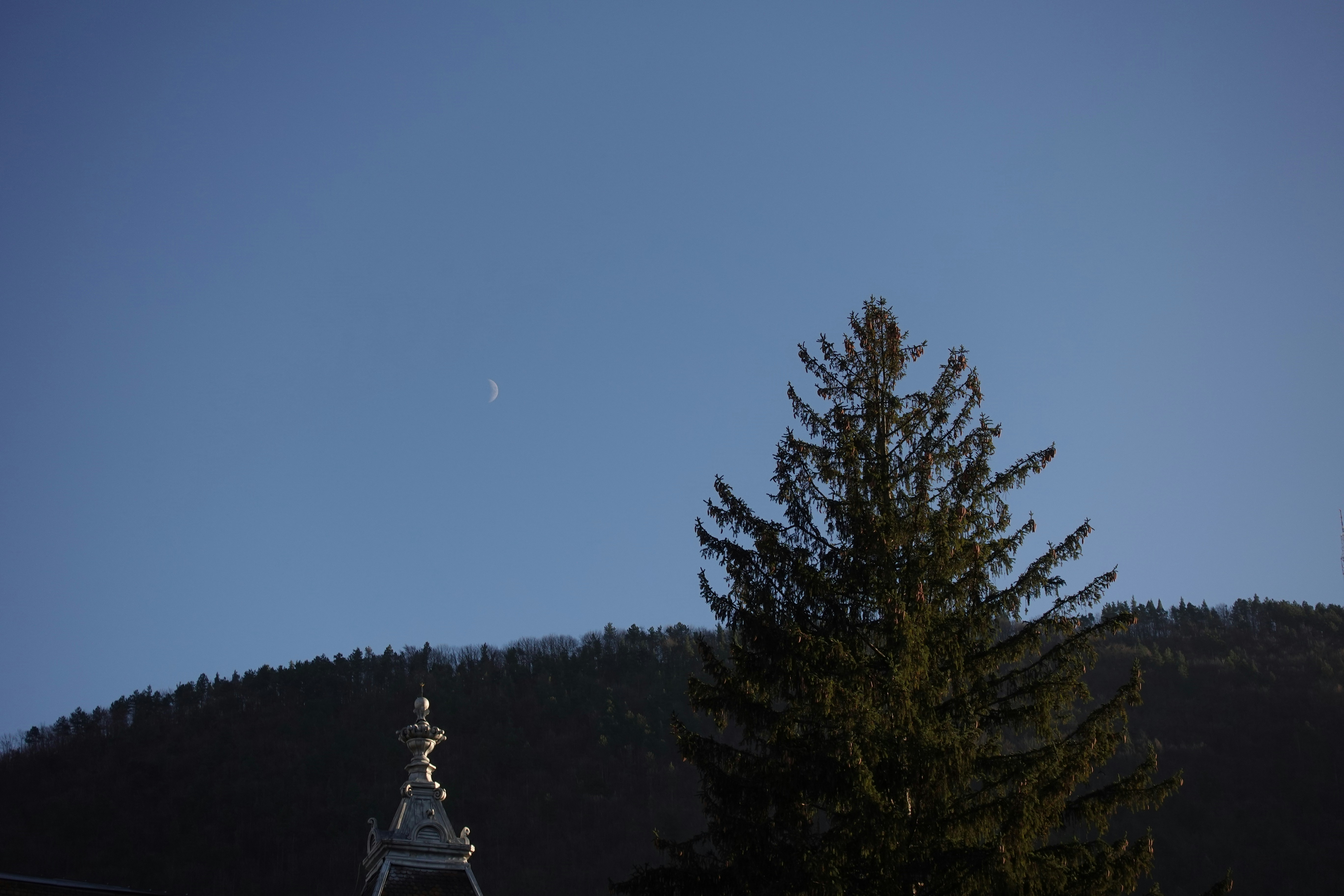 Ein hoher Baum sitzt vor einem Berg