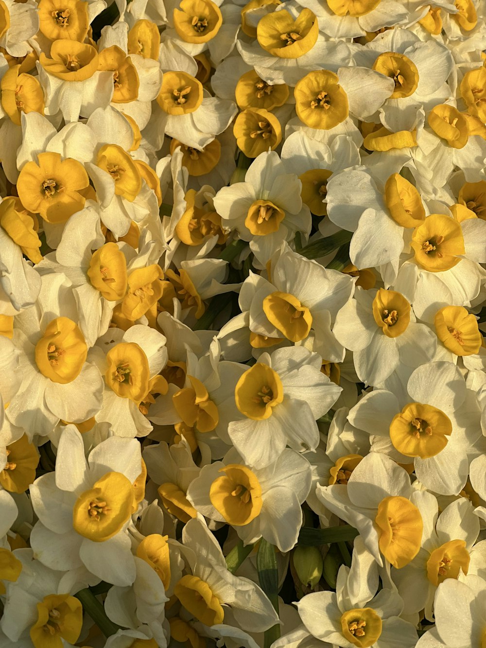 a bunch of yellow and white flowers in a field