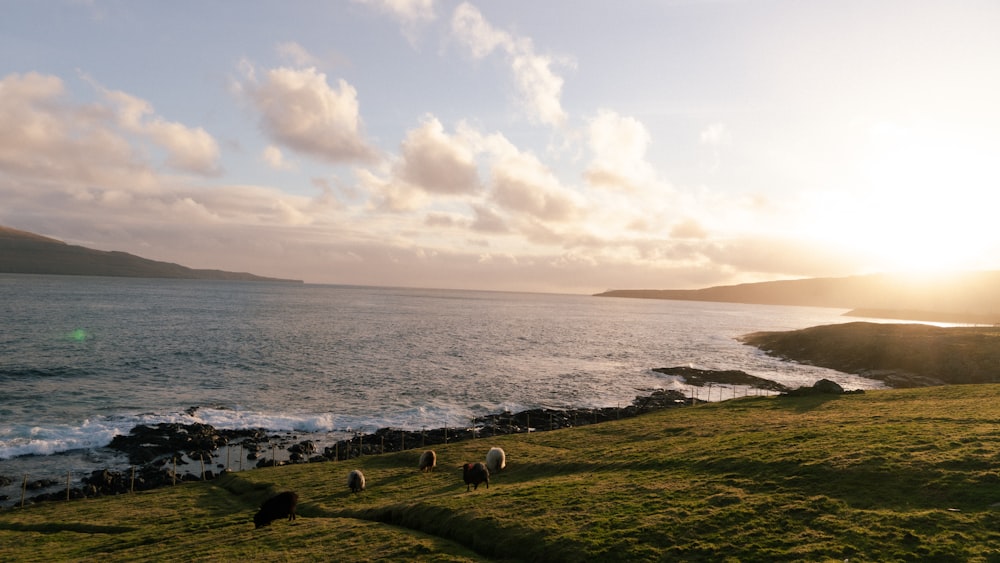 a herd of sheep grazing on a lush green hillside next to the ocean