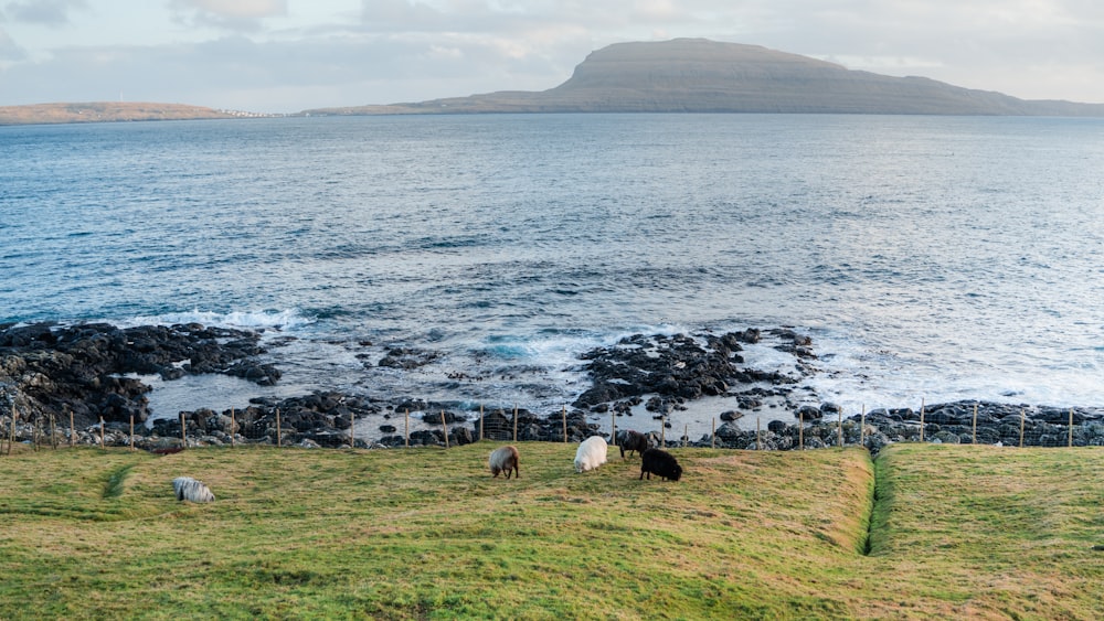 a herd of sheep grazing on a lush green hillside next to the ocean
