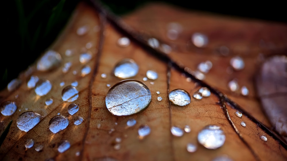 ein Blatt mit Wassertröpfchen darauf