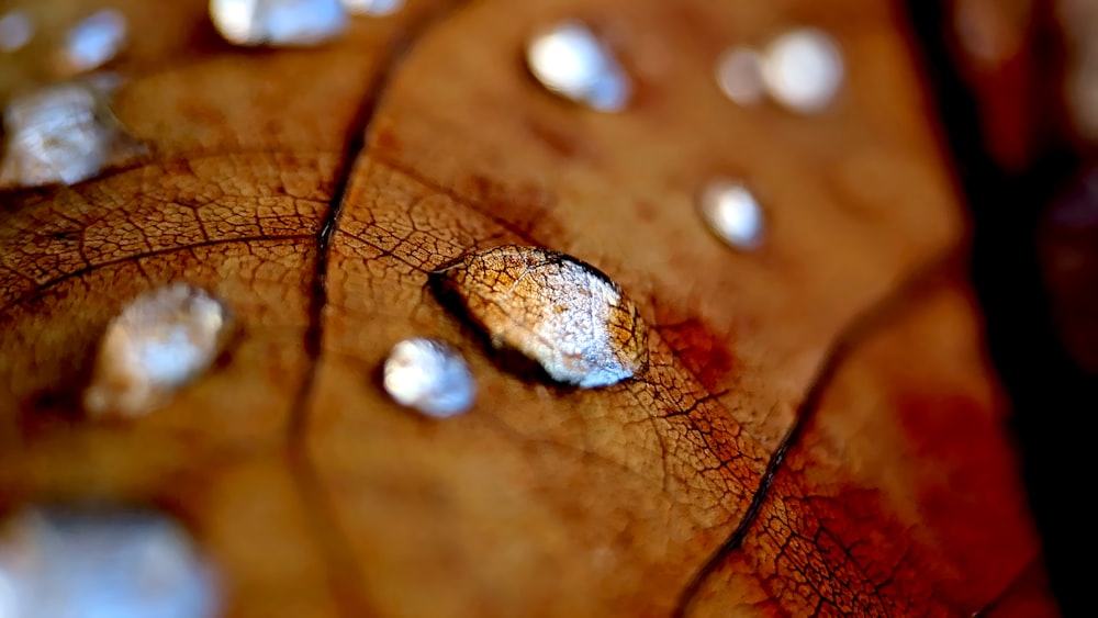a close up of a leaf with drops of water on it