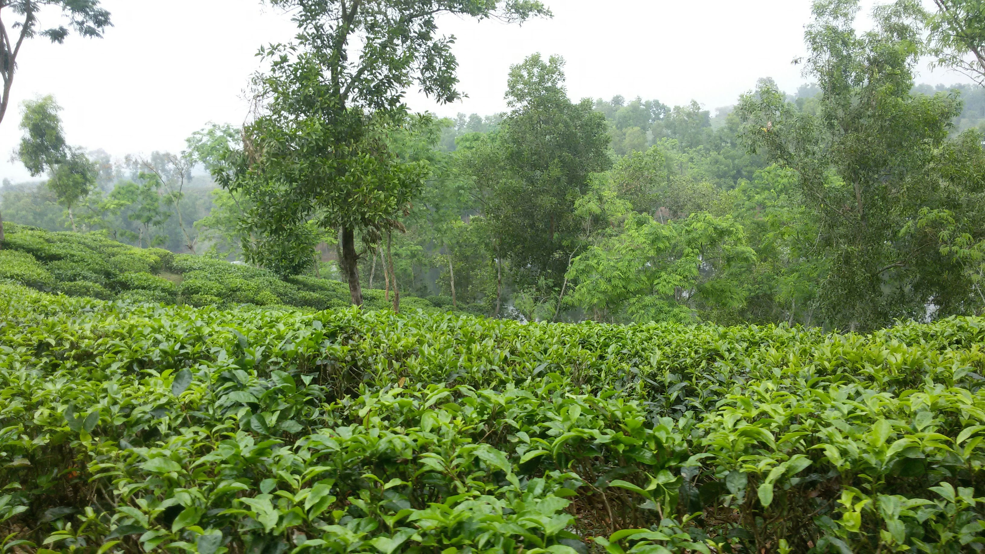 a lush green field with trees in the background