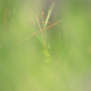 An artistic shot of nature captured on eco-friendly paper.