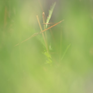 An artistic shot of nature captured on eco-friendly paper.