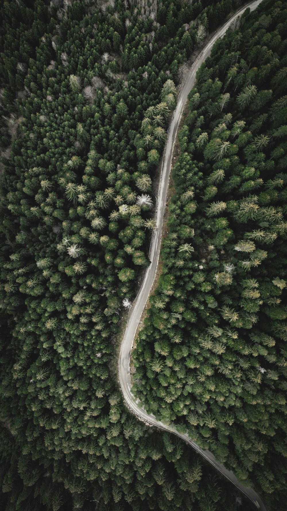 a winding road in the middle of a forest